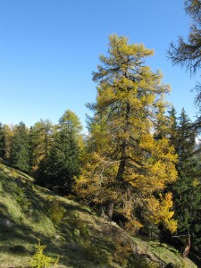 Engadine | automne au-dessus de Sent