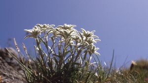 Engadin | Lischana-Tour | Edelweiss