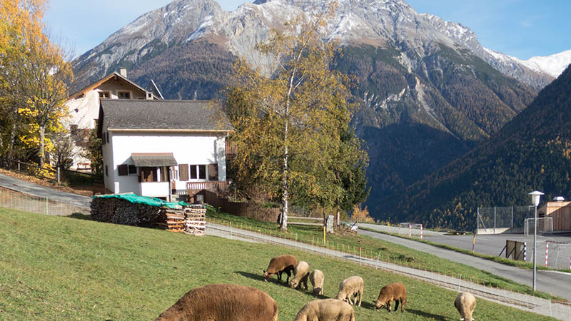 A picrure of Chasa Spadla with sheep in the foreground and the mountains in the background