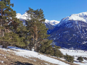 Partly snow-covered meadow, tree, mountains in the background